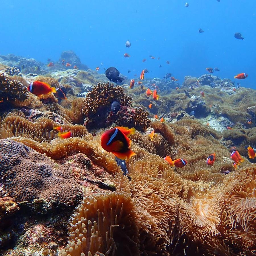 Green Island Ocean Rhythem Dive B&B 綠島海韻民宿 מראה חיצוני תמונה