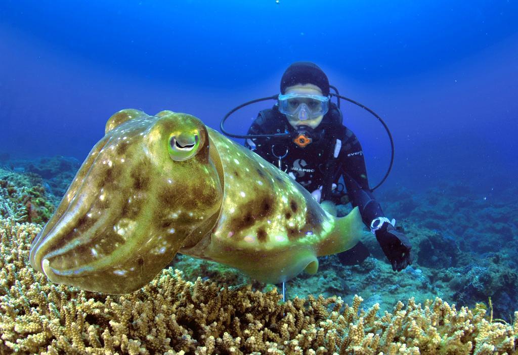 Green Island Ocean Rhythem Dive B&B 綠島海韻民宿 מראה חיצוני תמונה